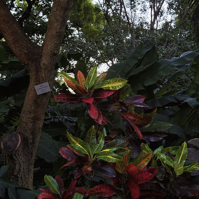 Brisbane City Botanic Gardens 🌿🌸