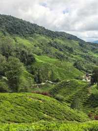 Cameron Highland, Pahang