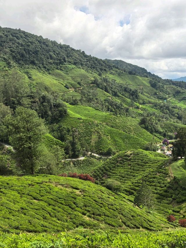 Cameron Highland, Pahang