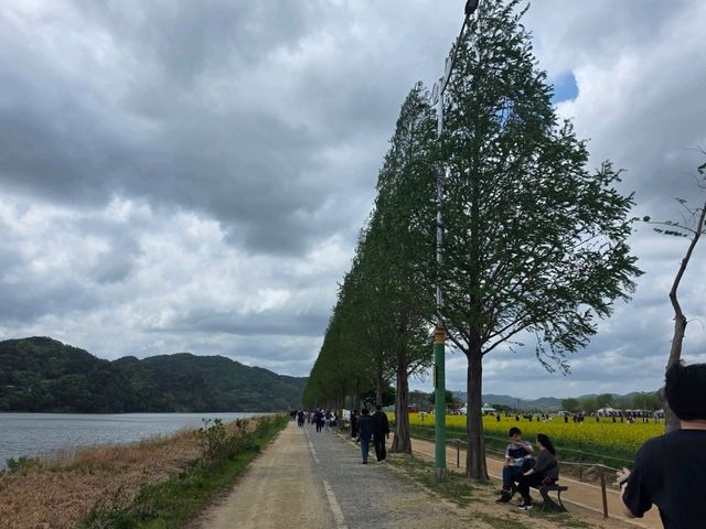 💛 창녕 낙동강 유채꽃 명소, 노란 물결 속 봄 산책🌼