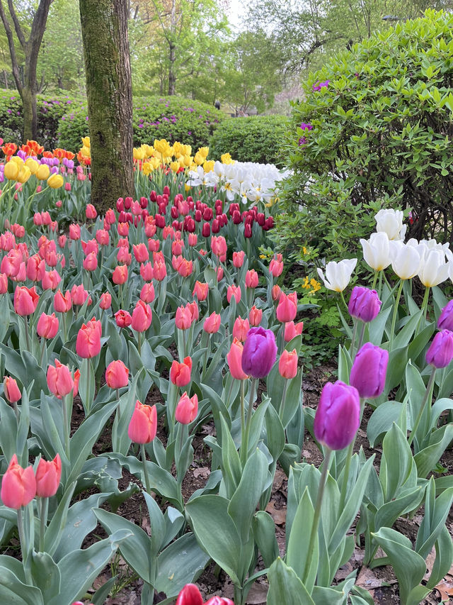 Seoul forest 서울숲 