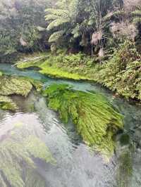 Blue Spring (Te Waihou Walkway) New Zealand