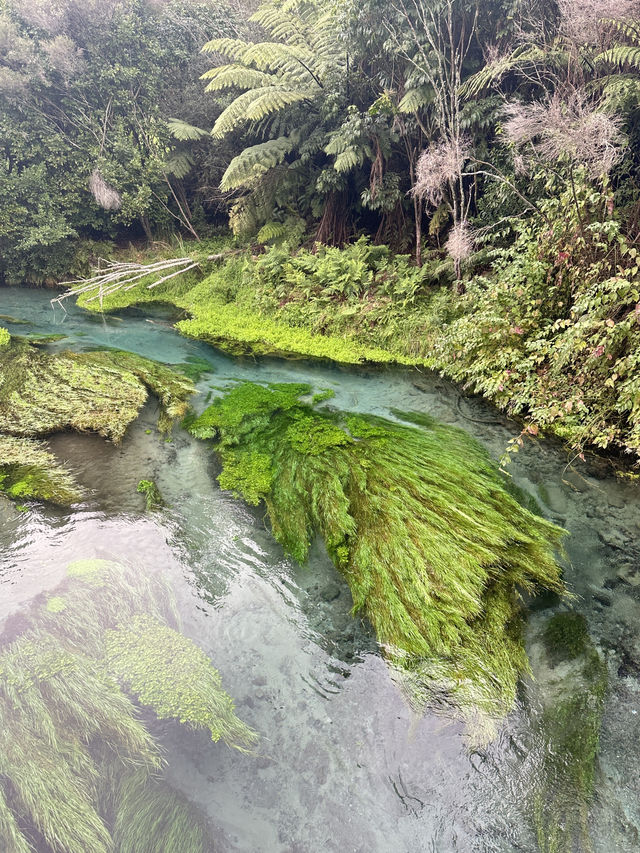 Blue Spring (Te Waihou Walkway) New Zealand