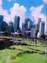 Lotus Pond