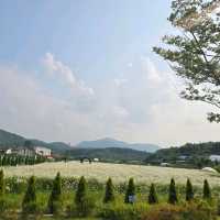👍👗아산 샤스타데이지 카페 카페지새울
