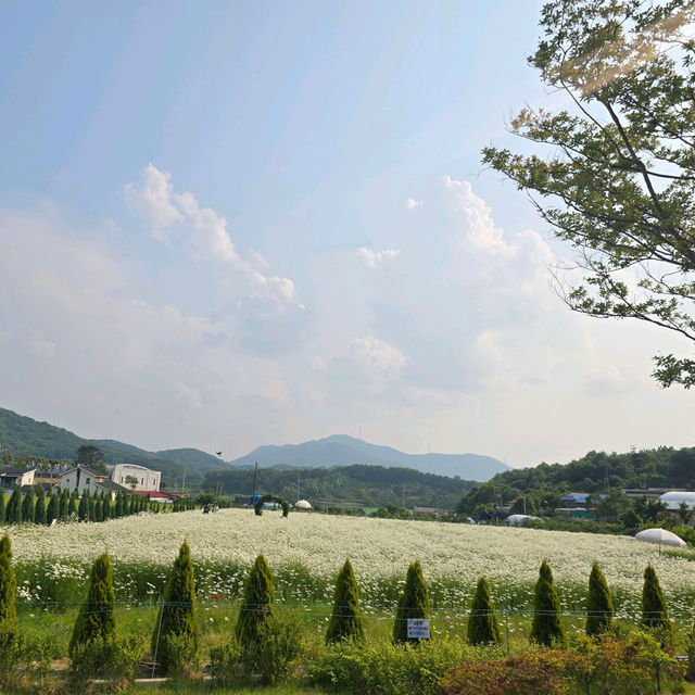 👍👗아산 샤스타데이지 카페 카페지새울