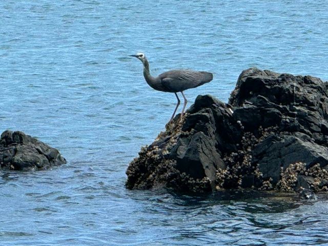 Coromandel Peninsula