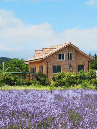 Let's go to the Goseong Lavender Festival!