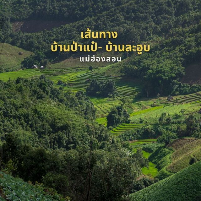 นาขั้นบนได บ้านป่าแป๋-บ้านละอูบ แม่ฮ่องสอน