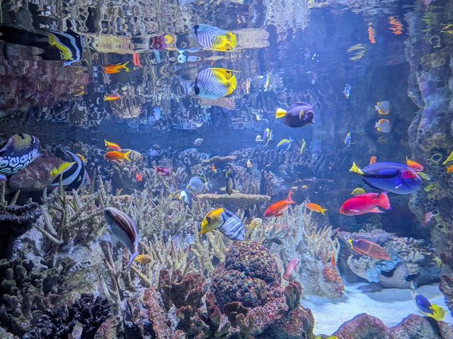 【波士頓水族館｜與海洋生物的近距離相遇】