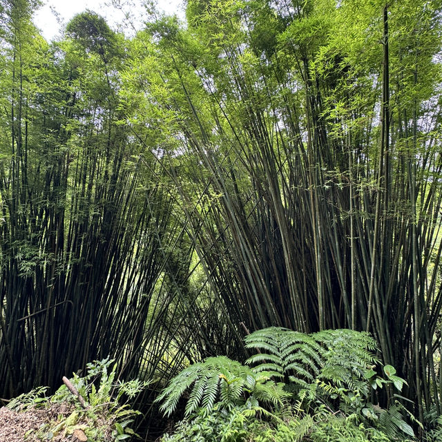 石龜坑山古道巡禮
