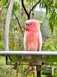 A Colorful Escape to Bird Paradise, Singapore