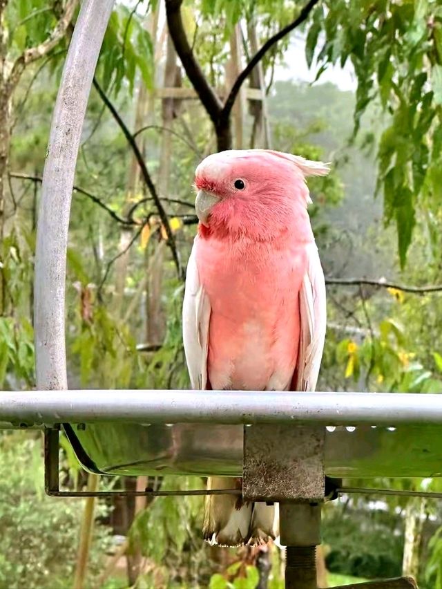 A Colorful Escape to Bird Paradise, Singapore
