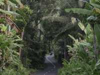 Tegallalang Rice Terraces: Bali's Soul, Beyond the Postcard! 🌴🌾
