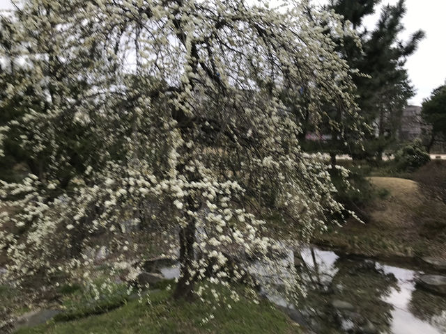 富山-富山城址公園（富山城址）