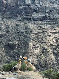 Socotra: A journey to Earth’s alien paradise