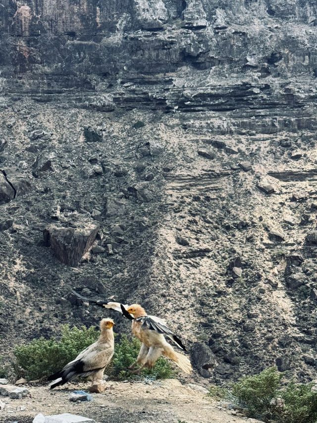 Socotra: A journey to Earth’s alien paradise