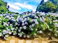 水車寮繡球花園