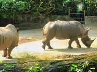 Mesmerizing Singapore Zoo! 