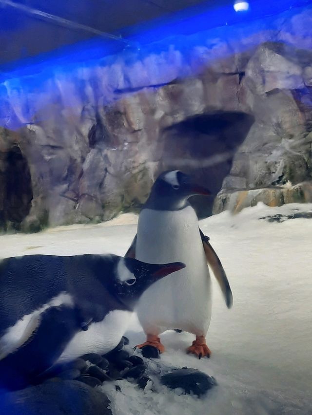 พาชม SEA LIFE Kelly Tarlton’s Aquarium, NZ🇳🇿