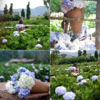 ดอกไฮเดรนเยียที่ขุนแปะ 💐