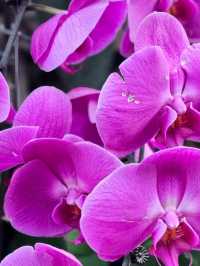 Discovering the Botanic Gardens Singapore