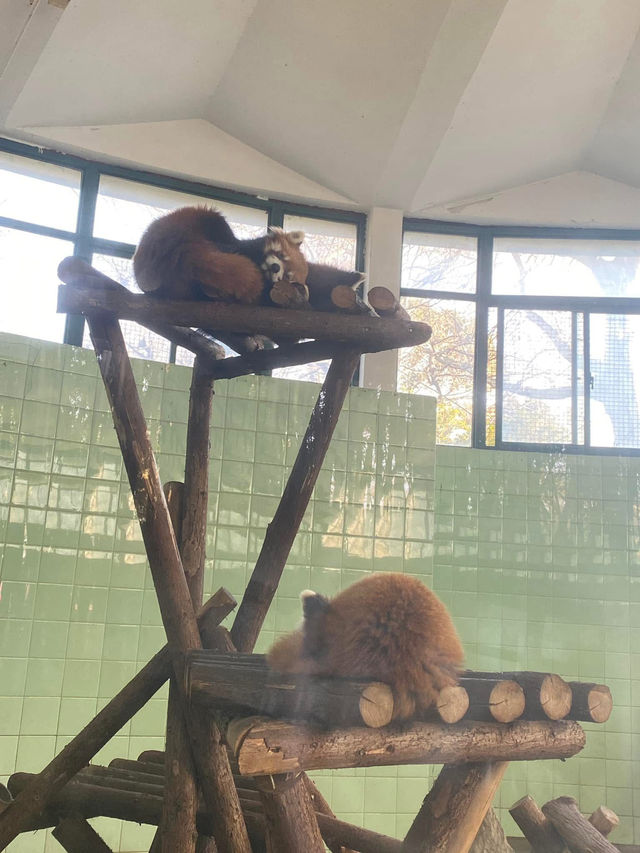 🧸✨ “ตามฝัน…ถึงสวนสัตว์เซี่ยงไฮ้” 🐼🌿