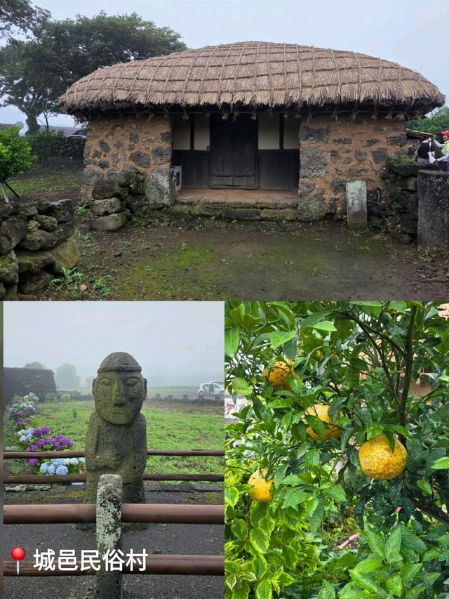 濟州歷史文化觀光巴士一日遊🏞感受韓劇《苦盡柑來遇見你》IU 生活🛖🤿🦪🐙🐚