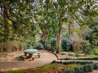 Leaf It All Behind at Batumi Botanical Garden