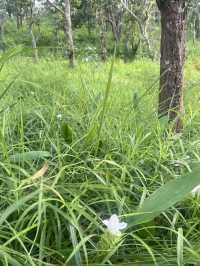 อุทยานแห่งชาติป่าหินงาม