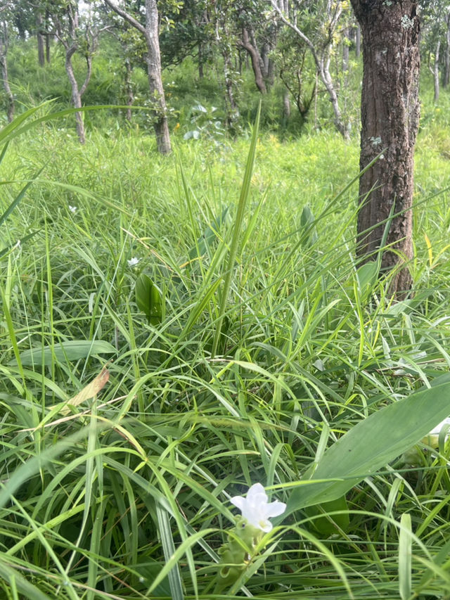 อุทยานแห่งชาติป่าหินงาม