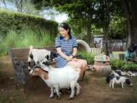 ความน่ารักของเขาใหญ่ในวันนี้ Mini Zoo 