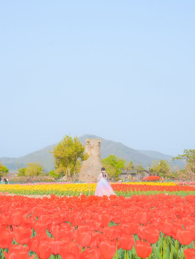경주 겹벚꽃 보러 가셨나요? 그럼 튤립도 보셔야죠🌷❤️
