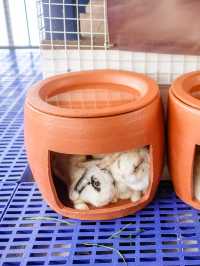 The Bunny’s Hut Cafe คาเฟ่น่ารักนครปฐม