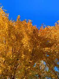 🍁 Maple Avenue at Expo Park – Beijing’s Autumn Must-Visit