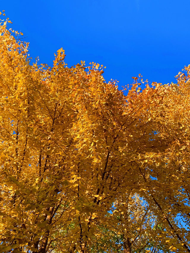 🍁 Maple Avenue at Expo Park – Beijing’s Autumn Must-Visit