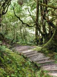 Fresh Air and Forest Trails at Taipingshan Forest Recreation Area