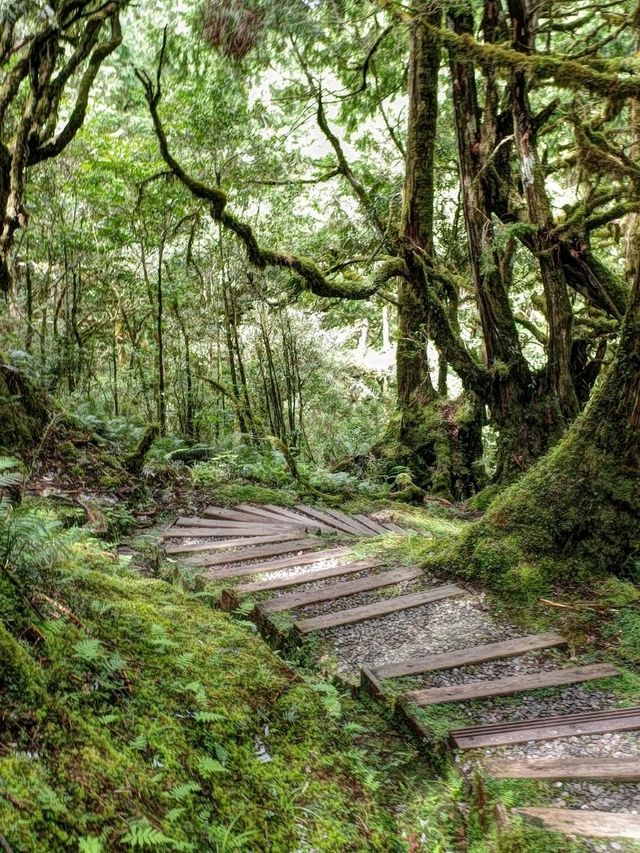 Fresh Air and Forest Trails at Taipingshan Forest Recreation Area Fresh Air and Forest Trails at Taipingshan Forest Recreation Area