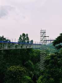 Walking Above the Trees at Forest Skywalk, Kepong