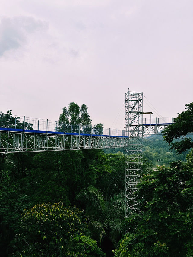 Walking Above the Trees at Forest Skywalk, Kepong