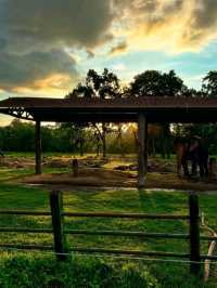 🌿 Chitwan National Park – Where Wilderness Comes Alive 🐘