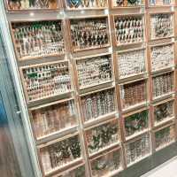 理科好きになる🦋メルボルン博物館で出会う小さな宇宙 ― 昆虫標本展示