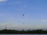 The Dive of the Sky Tyrants: On the Selangor River, Summoning a Raptor Storm with Chicken Skin