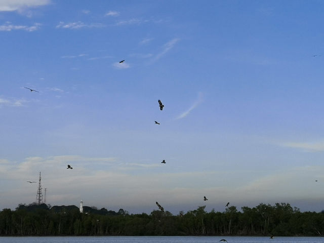 The Dive of the Sky Tyrants: On the Selangor River, Summoning a Raptor Storm with Chicken Skin