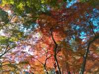紅葉の秩父を満喫1泊2日