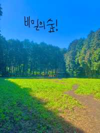 🌴 제주도 여행 – 애월 & 협재 & 비밀의 숲 감성 충전 🌊✨