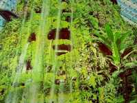 Cloud Forest──夢幻雲霧中的綠色奇境