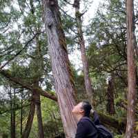 整個步道都是檜木香_太平山鐵杉林步道