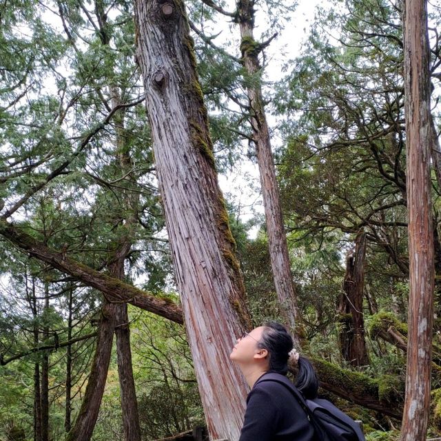 整個步道都是檜木香_太平山鐵杉林步道
