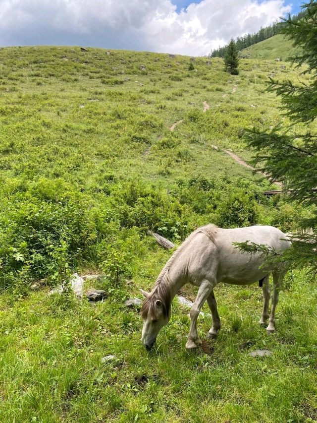 The Golden Veins of Altay